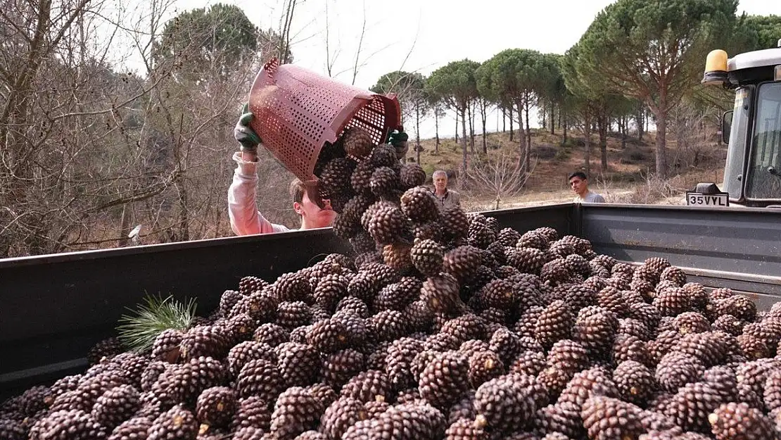 Çam ağaçlarından 'altın' topluyorlar