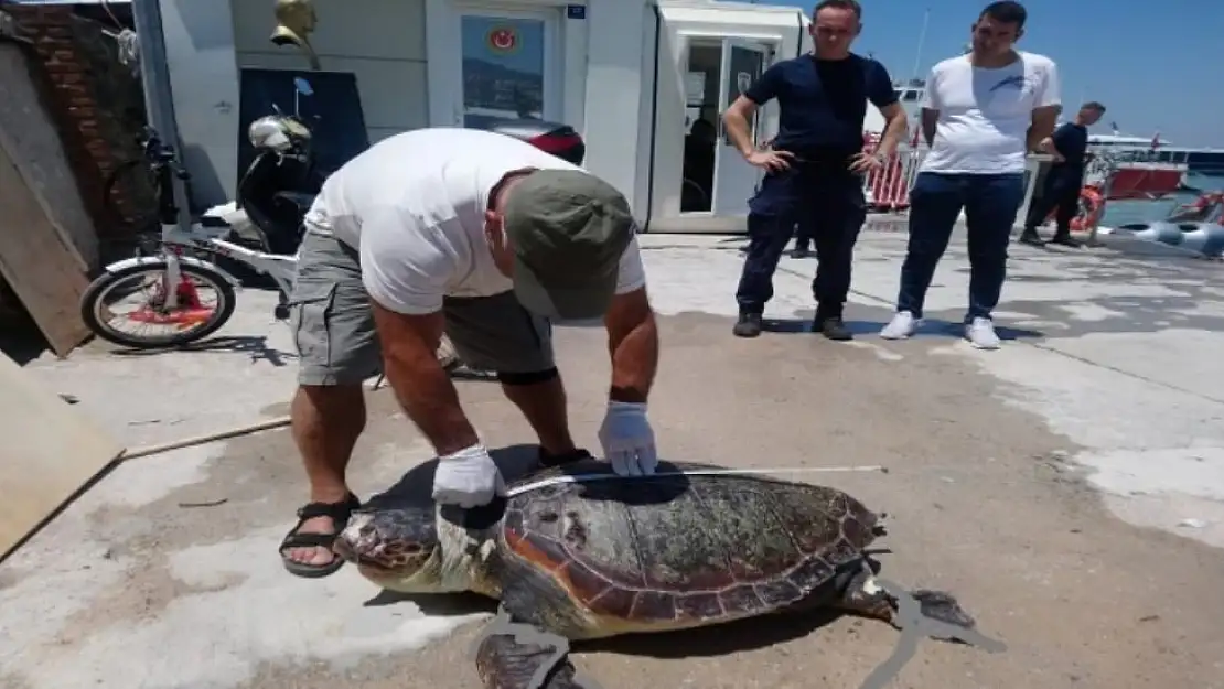 Caretta caretta cinsi deniz kaplumbağası deniz yüzeyinde ölü olarak bulundu