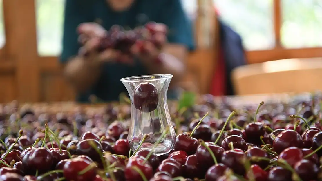 Çay bardağına sığmayan kiraz