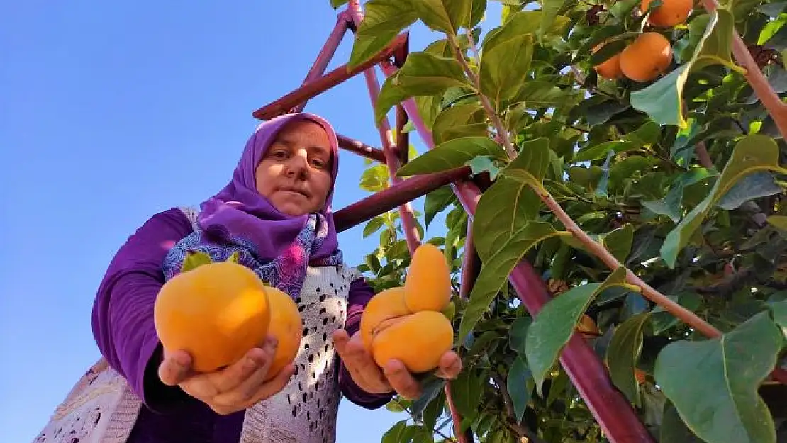 Cennet hurmasının hasat zamanı geldi