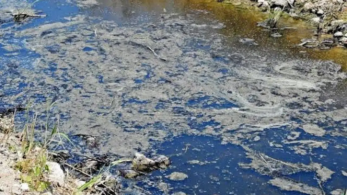 Çeşme'de Şifne deresi can çekişiyor, gören yok