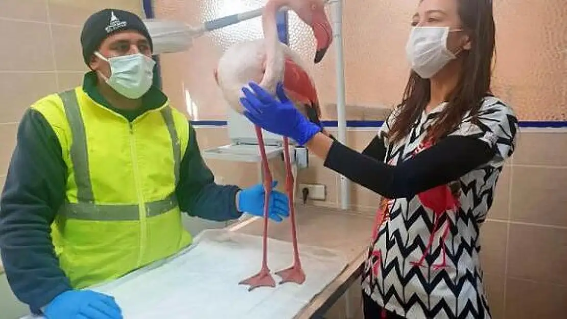 Çeşme’de bitkin halde bulunan flamingo koruma altına alındı