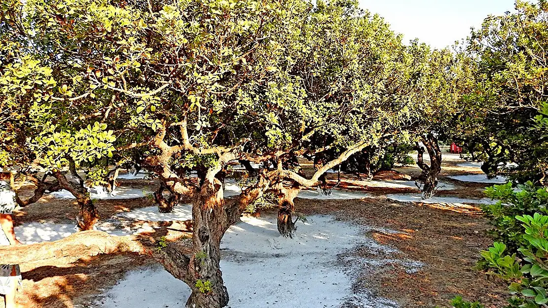 Çeşme’deki sakız ağaçları çevreci mi?