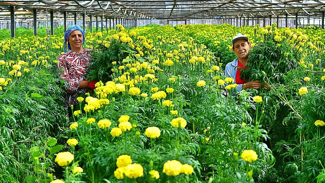 Çiftçi, ‘karakılçık’ ekiyor,  Çiçek Hollanda’ya gidiyor