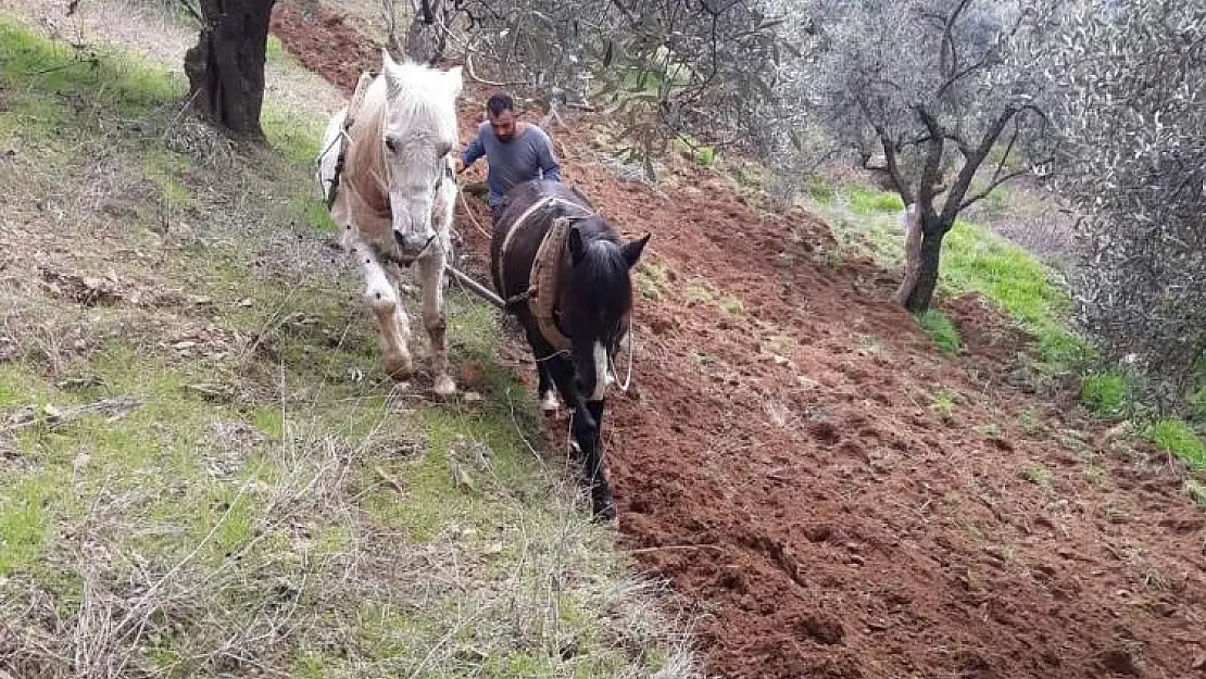 Çiftçinin imdadına atlar yetişiyor