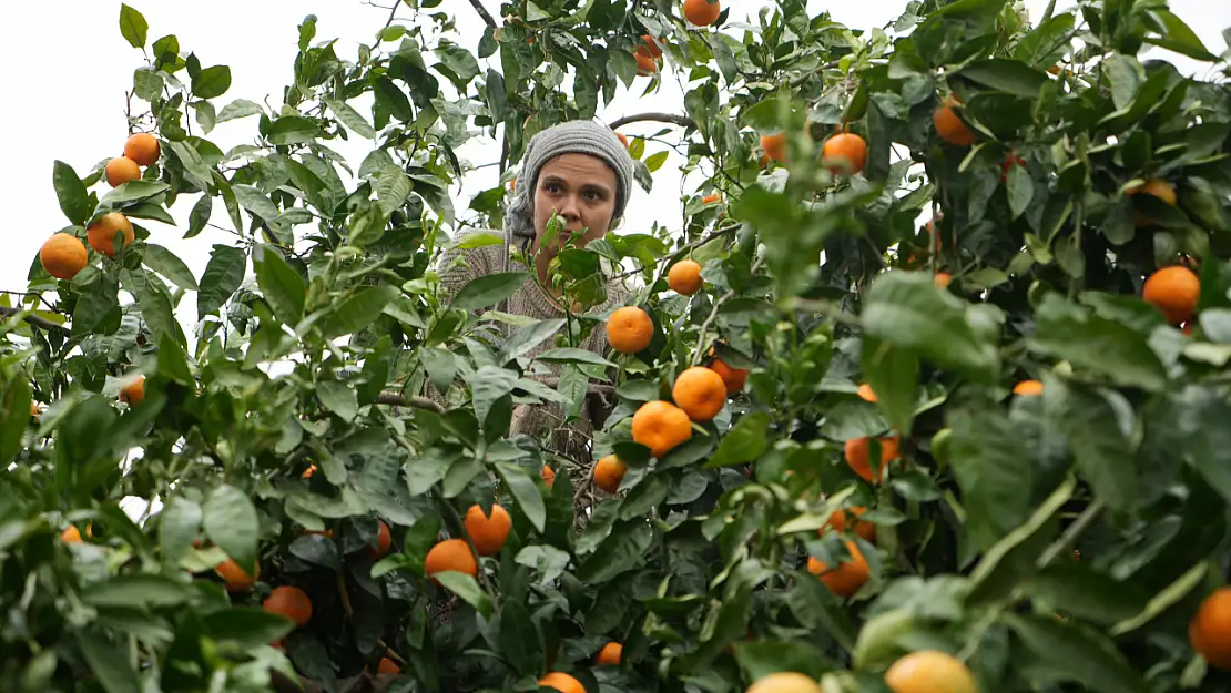 Coğrafi işaretli havran mandalinası, Avrupa'nın yeni gözdesi