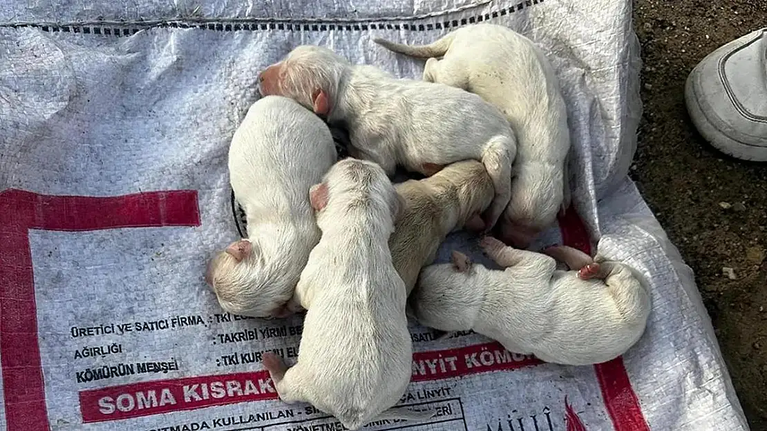 Çöpte bulunan çuvalda 6 köpek yavrusu çıktı