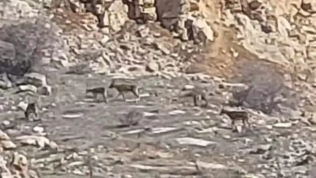Dağların sessiz tanıkları! Onlarca yaban keçisi kameralara yansıdı
