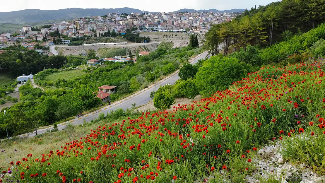 Demirci'de gelincik çiçekleri görsel şölen sundu