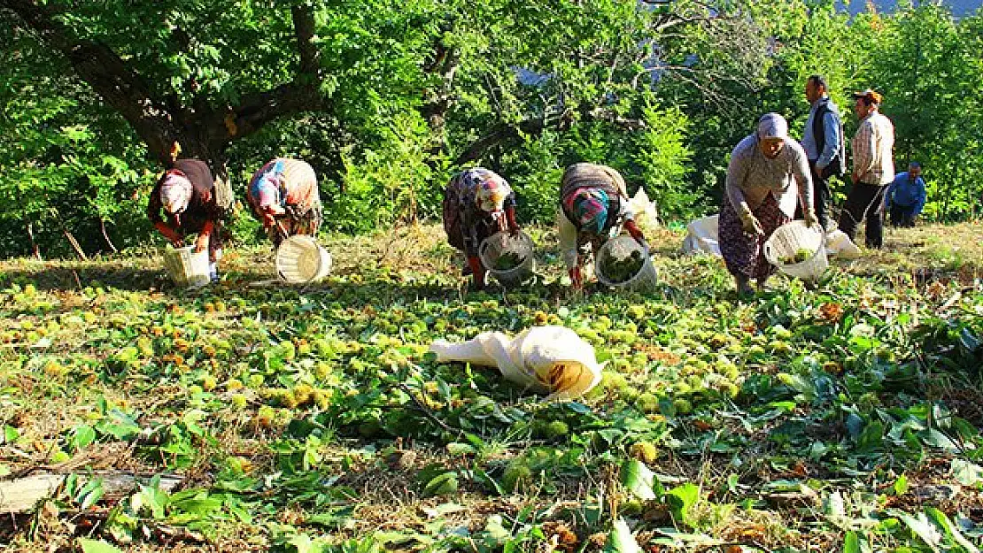 Demirci’de kestane hasadı başladı