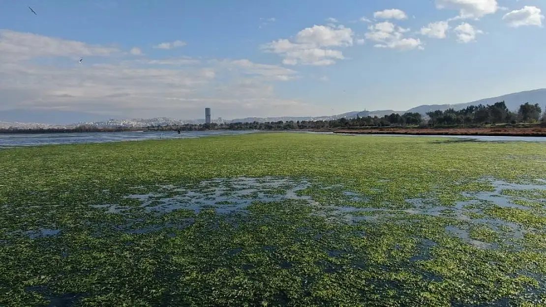 Deniz marulu sorunu tarihe karışıyor