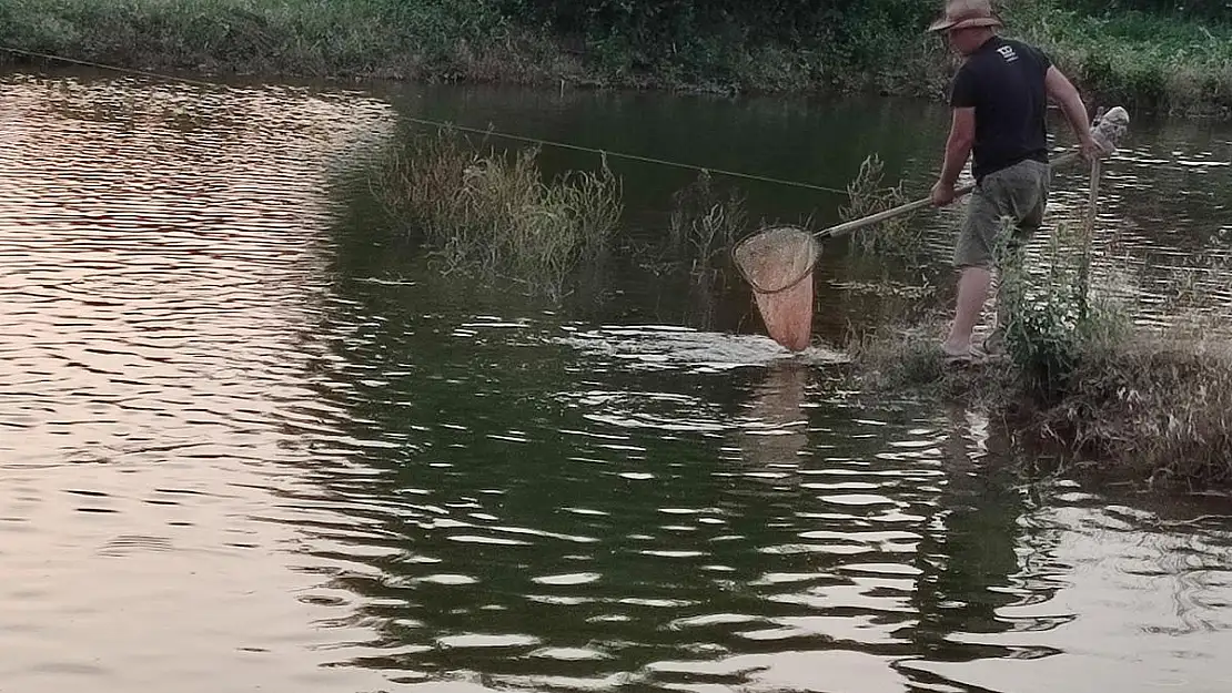 Denizli’de aynalı sazan üretimi