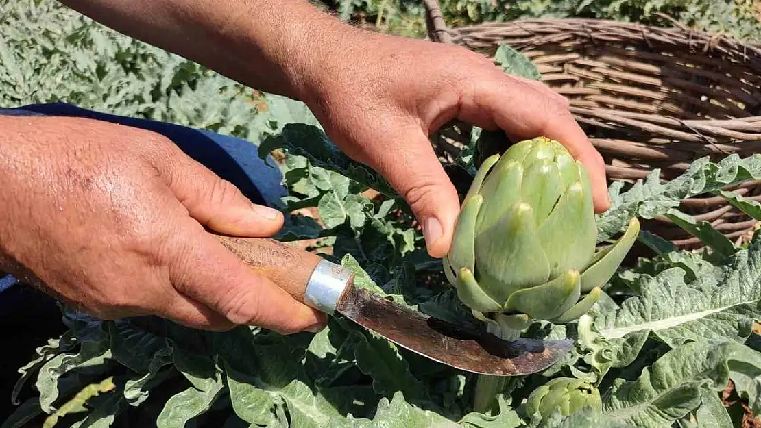 Denizli’de ilk kez dikilen enginarın 20 gün sonra hasatı başlıyor