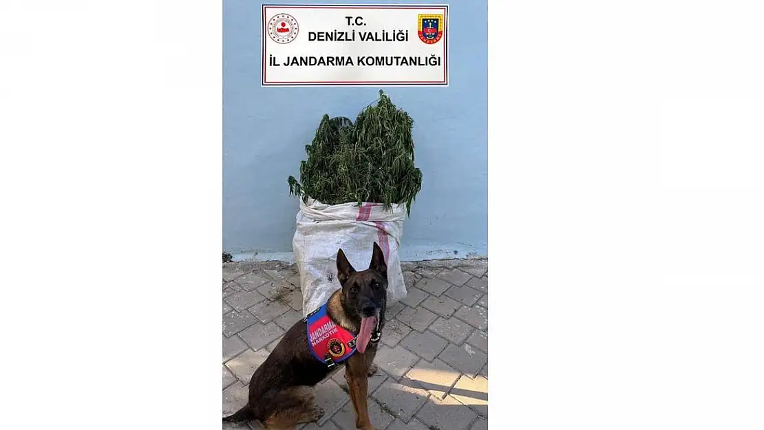 Denizli’de jandarma ekipleri 10 kilo esrar ele geçirdi