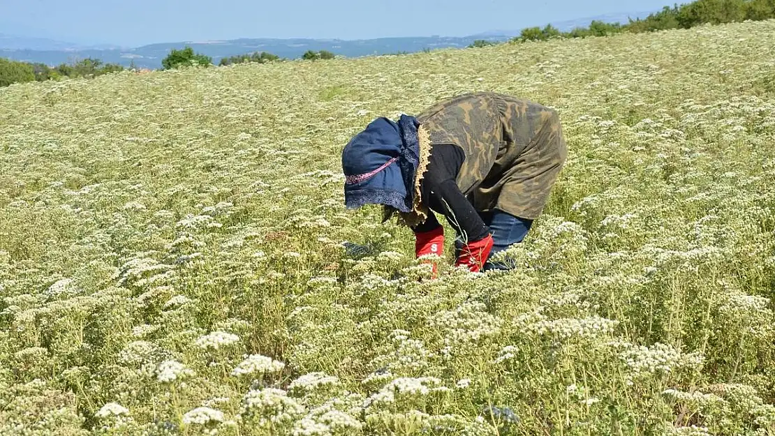 Denizli’de Kekik Hasadı başladı