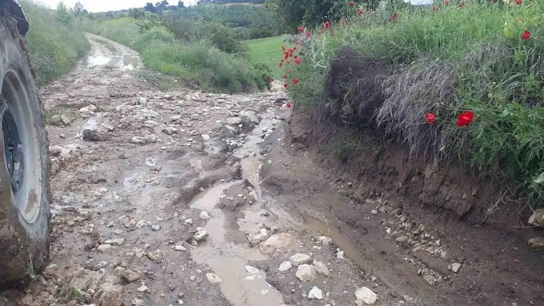 Denizli’de kuvvetli yağış kekik ve adaçayı üretimini olumsuz etkiledi