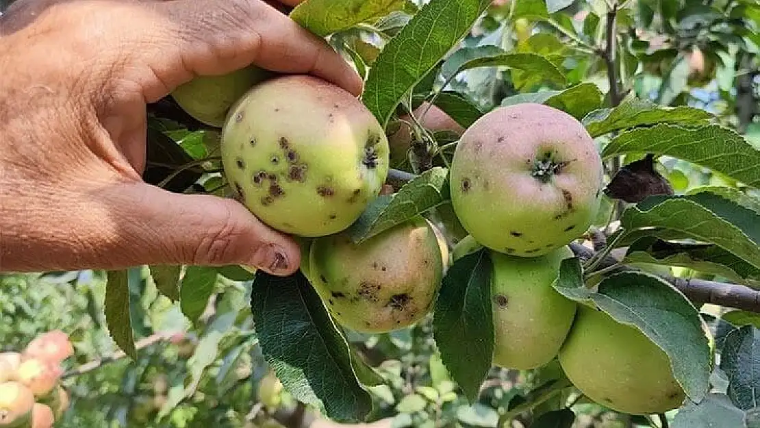 Denizli’de üreticilerinin başı 'kara leke' ile dertte