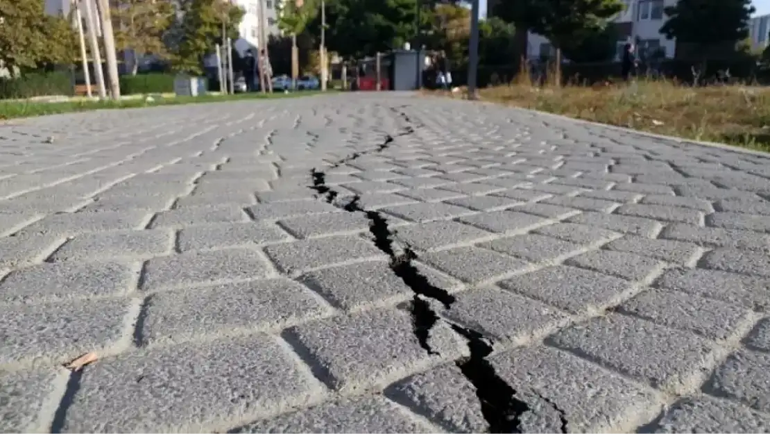 Deprem öncesi hayvan davranışları: Kedi, köpek, balık, kuş, yılan deprem öncesi ne yapıyor?