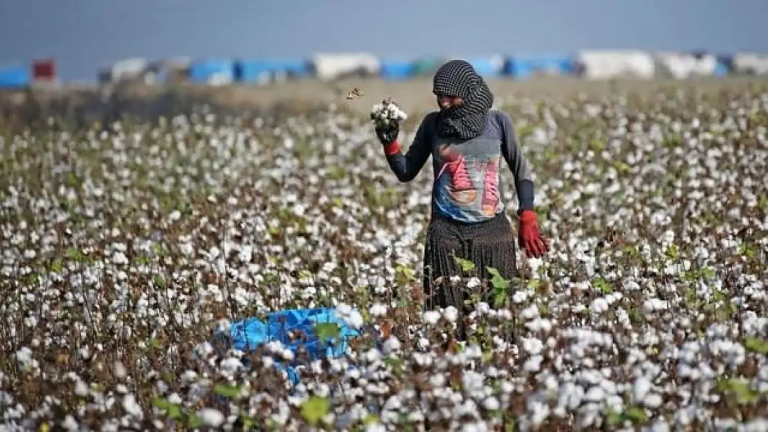 Deprem tarıma da vurdu: Mevsimlik işçi bulunamıyor