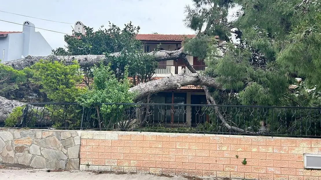 Dev ağaç evin bahçesine girdi!