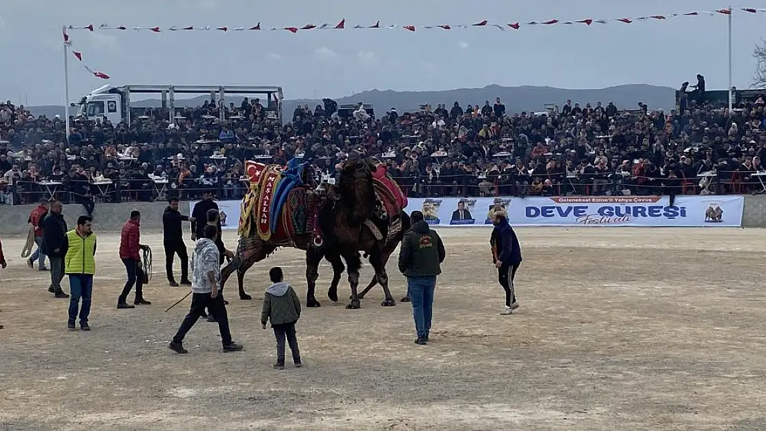 Deve güreşine yoğun ilgi!