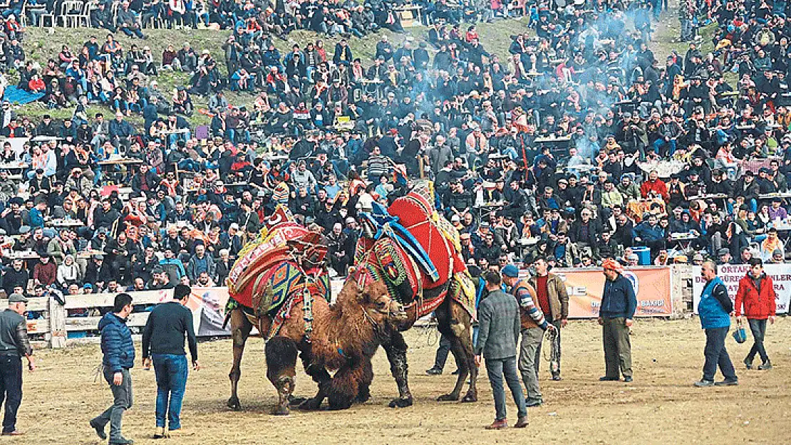 Deve güreşleri heyecanı bu hafta Torbalı’da gerçekleşecek