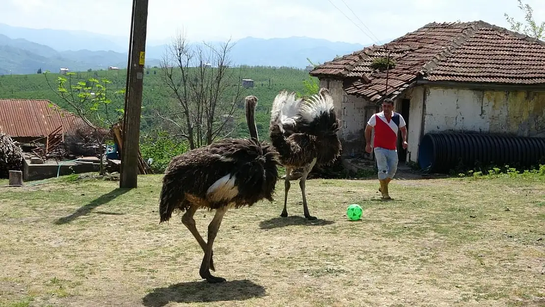 Devekuşu Ordu sokaklarında gezmeye çıktı!