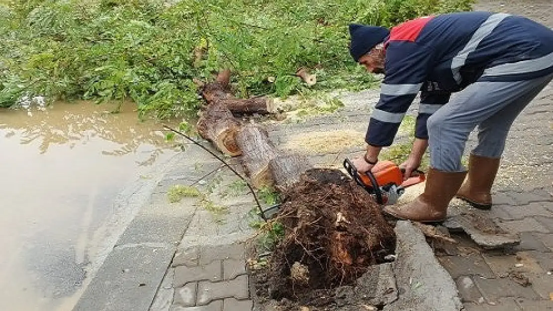 Devrilen ağaçlar yakacak olarak dağıtılacak