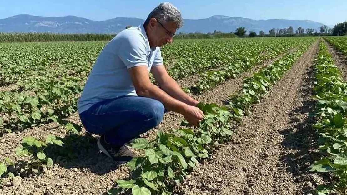 Didim’de beyaz altınlar kontrol altında