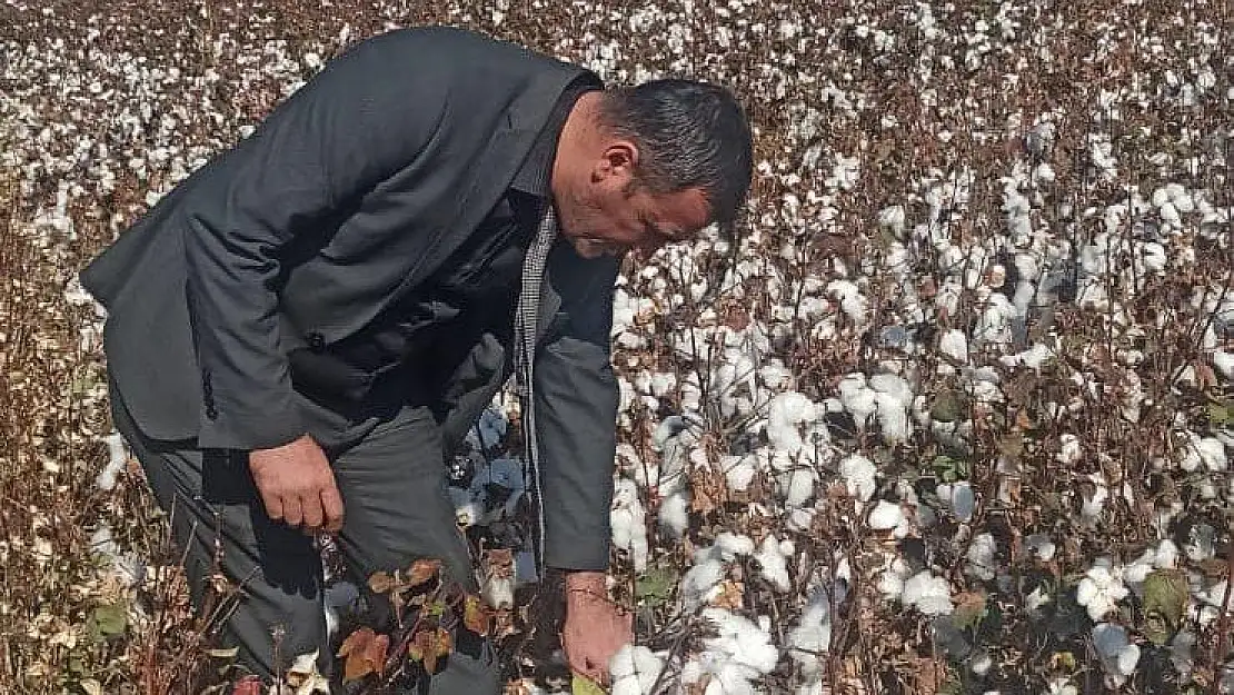 Didim'de pamuk hasat kontrolleri devam ediyor