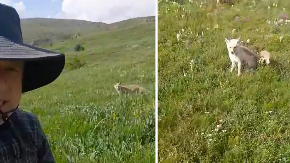 Doğada sıradışı yol arkadaşlığı: O anlar kamerada