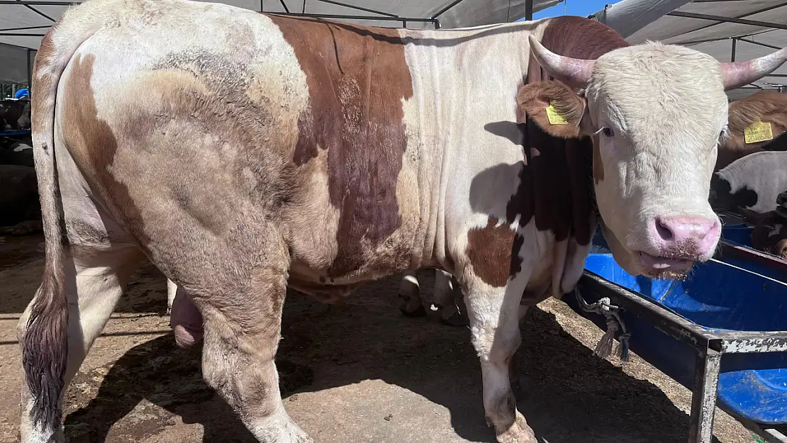 Doğal otla beslenen 1 tonluk 'Paşa' rekor fiyatla satıldı!