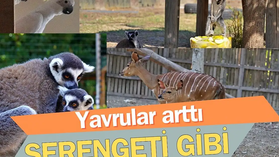 Doğal Yaşam, yeni üyelerle renklendi