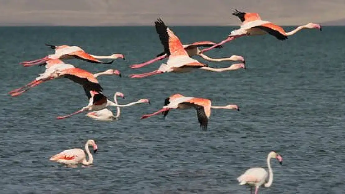 Doğaseverler Flamingo Festivali'nde buluşacak