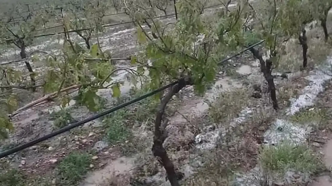 Dolu yağışı üzüm bağlarına zarar verdi