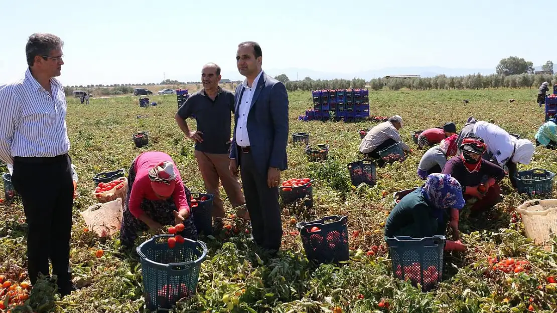 Domates hasadı fiyat belirlenmeden başladı