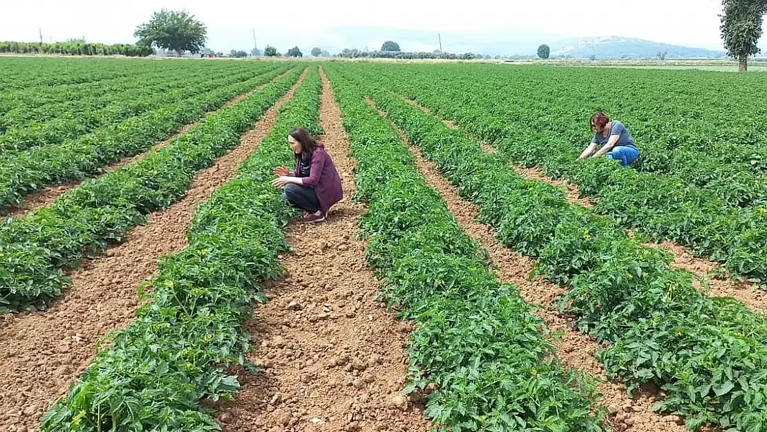 Domates tarlaları muayene edildi