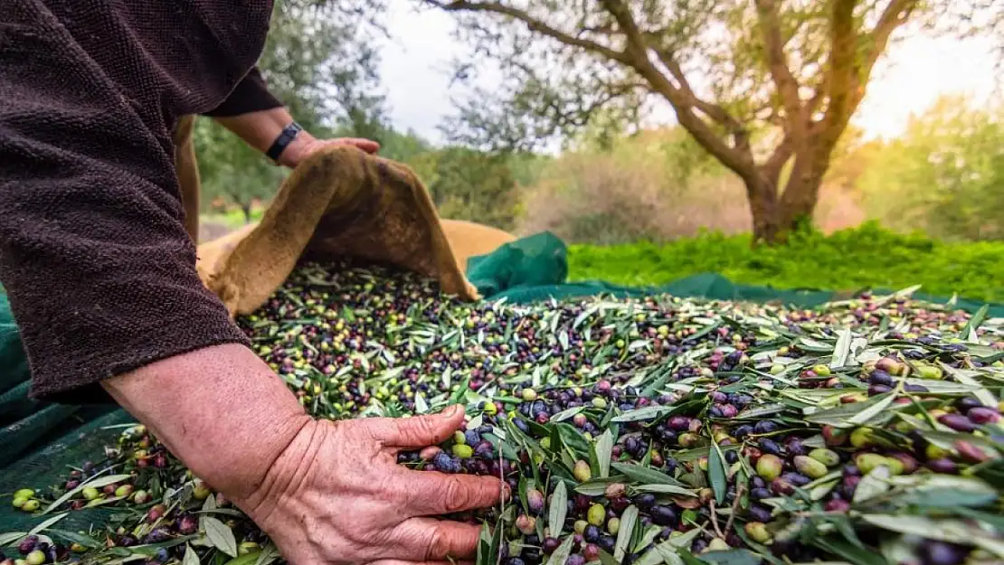 Dünya liderliği hedefi: Sofralık zeytin ihracatında tarihi artış