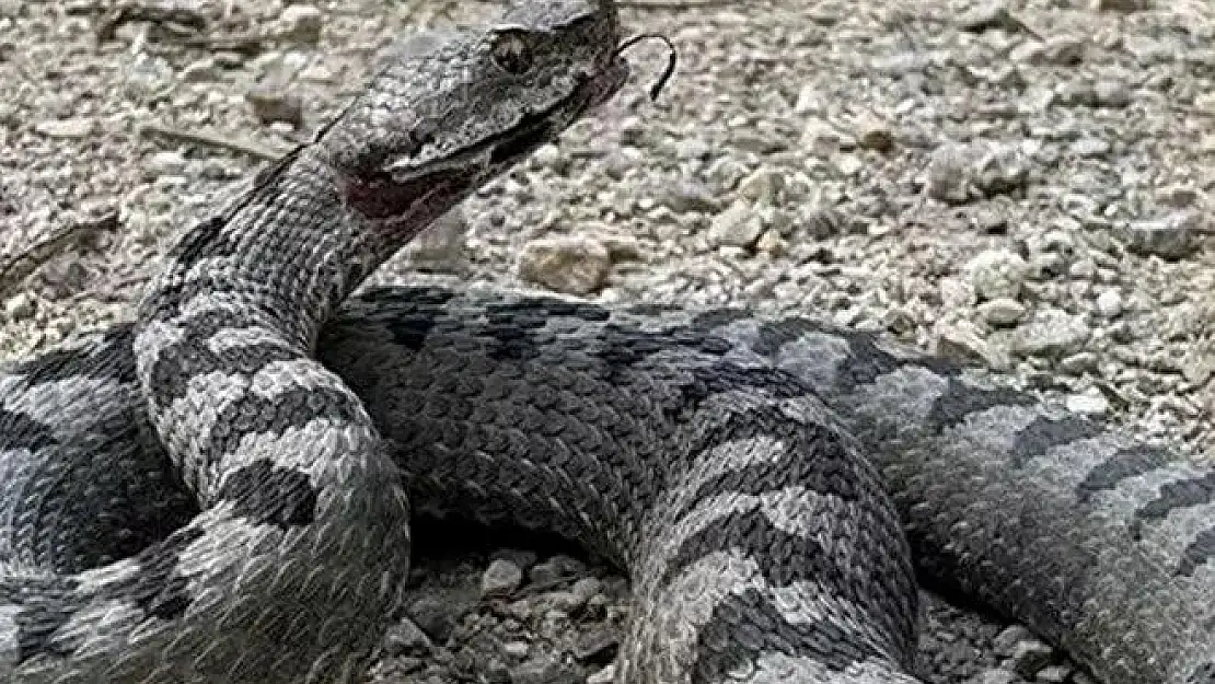 Dünyanın en zehirli yılanı Bolu'da