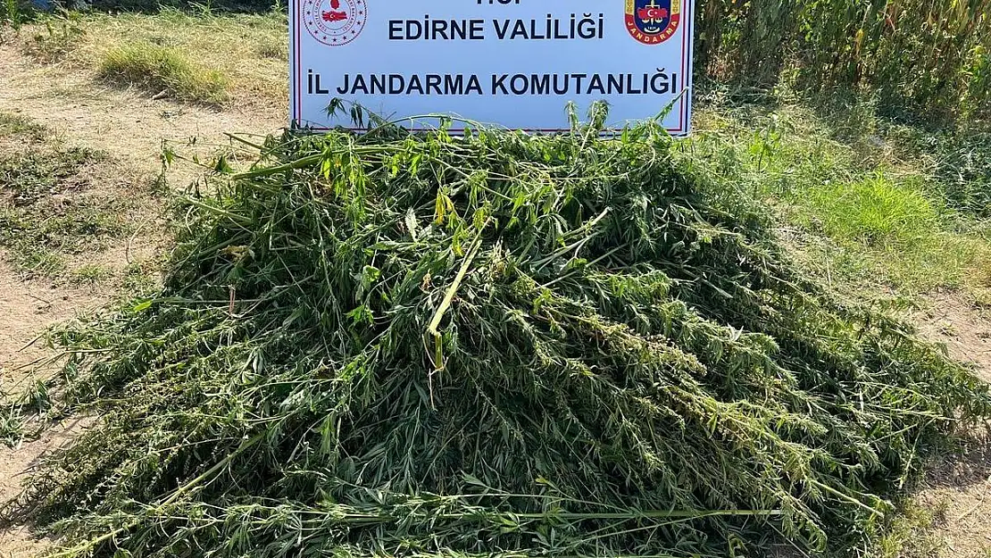 Edirne'de bir bahçede 5 bin 950 kök kenevir yakalandı