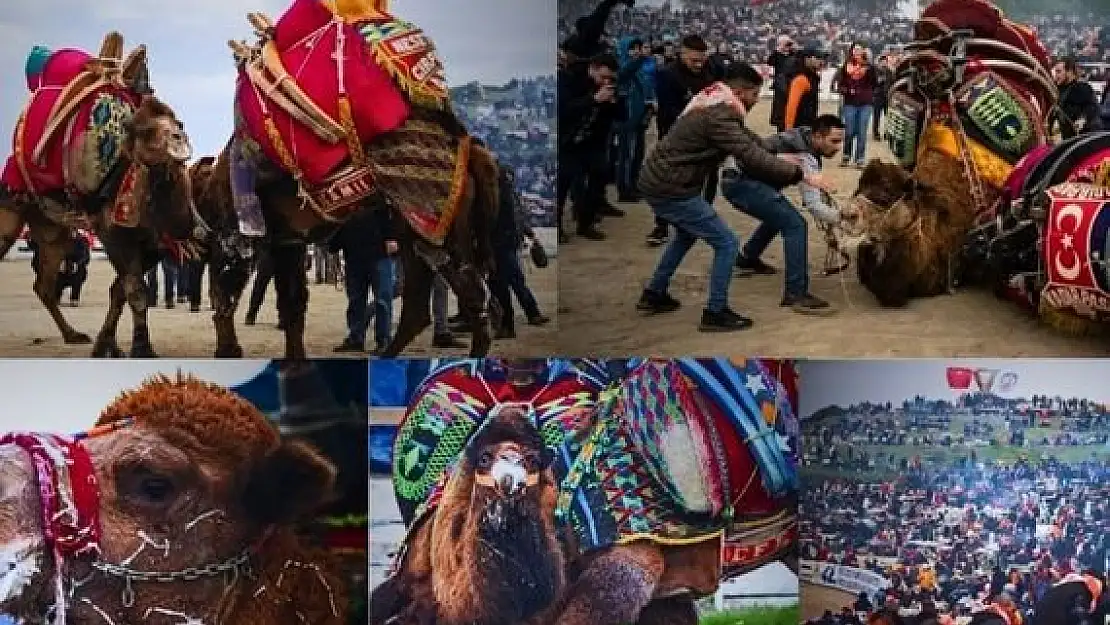 Efes Selçuk Deve Güreşleri Festivali yapıldı, final YAĞMUR’a takıldı!