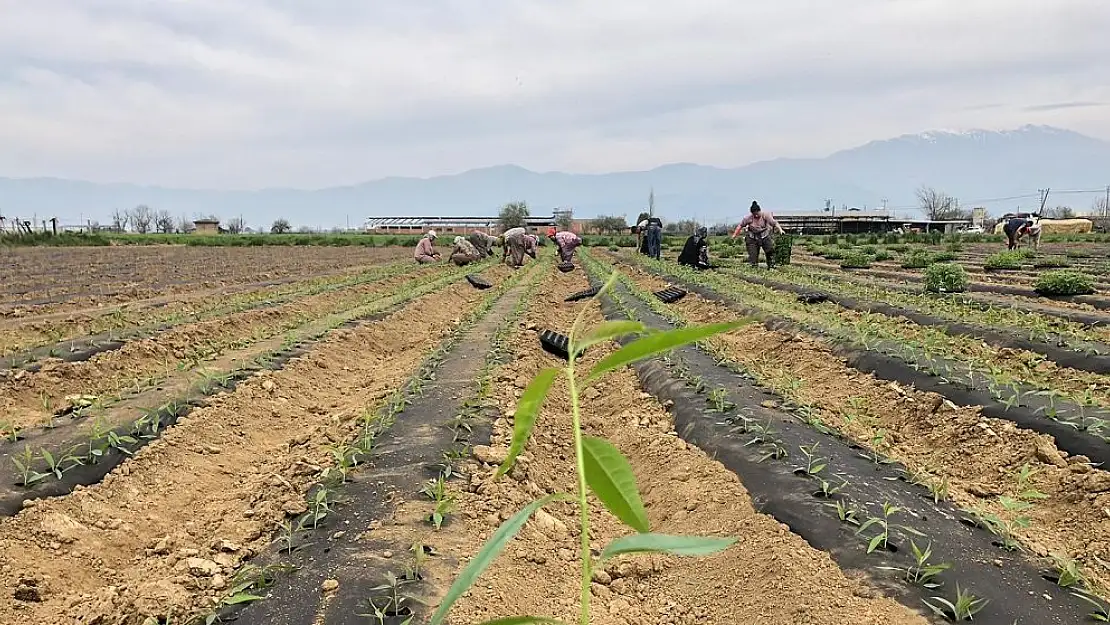 Ekim için yağış bekleyen Torbalı çiftçisi bugün start verdi