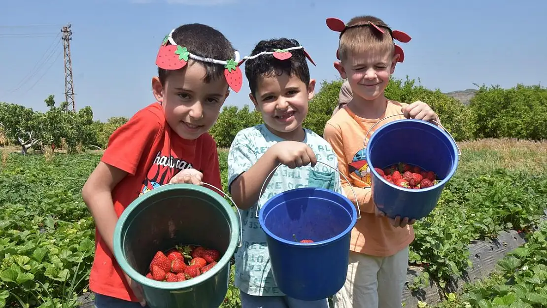 Emiralem’de Çilek Kokulu Festival