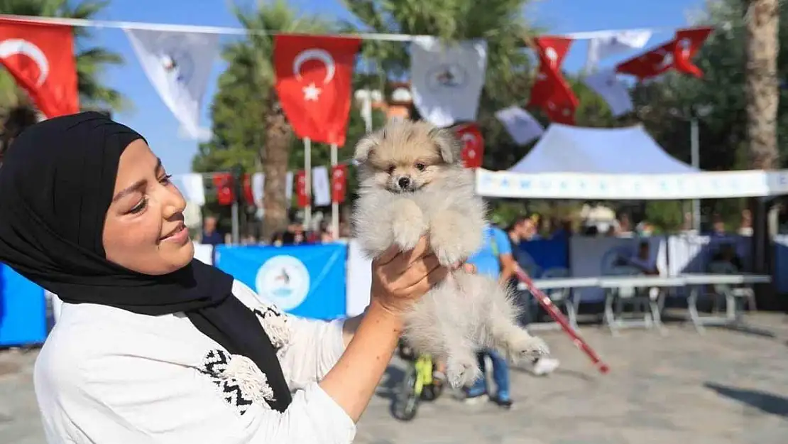 En güzel patiler Pamukkale’de görücüye çıktı