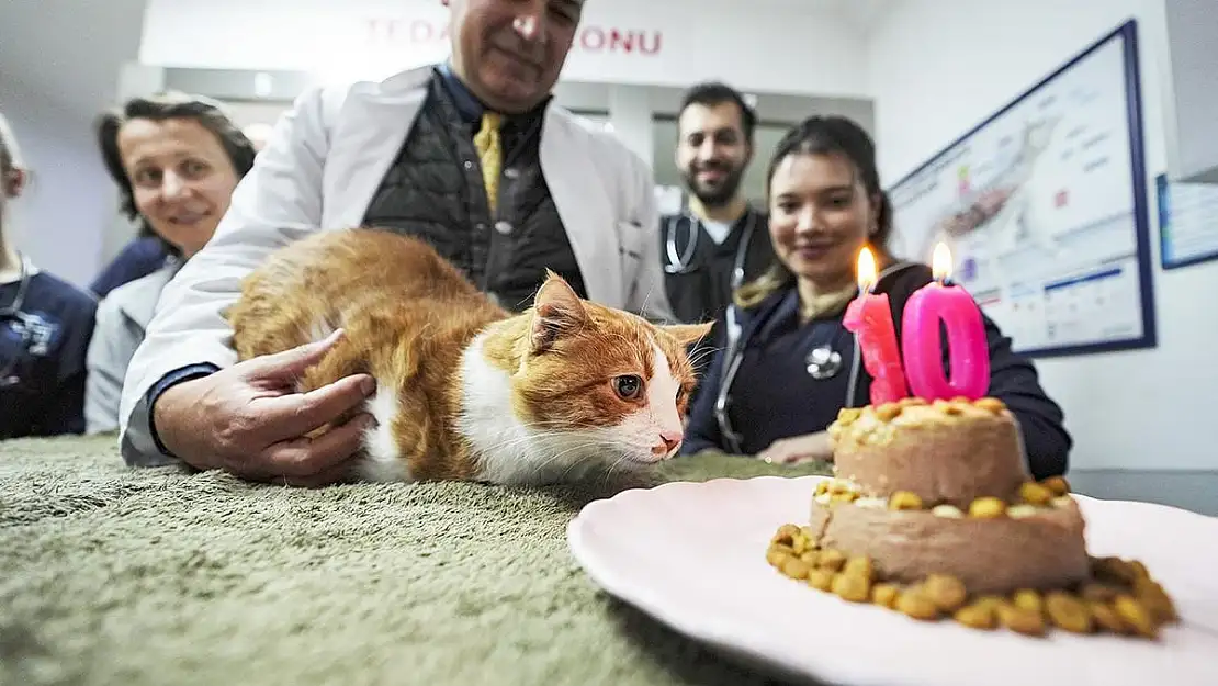 Engelli kedi Umut 10 yaşında!