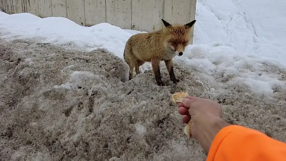 Erzincan'da bir vatandaş aç kalan tilkiyi poğaça ile besledi