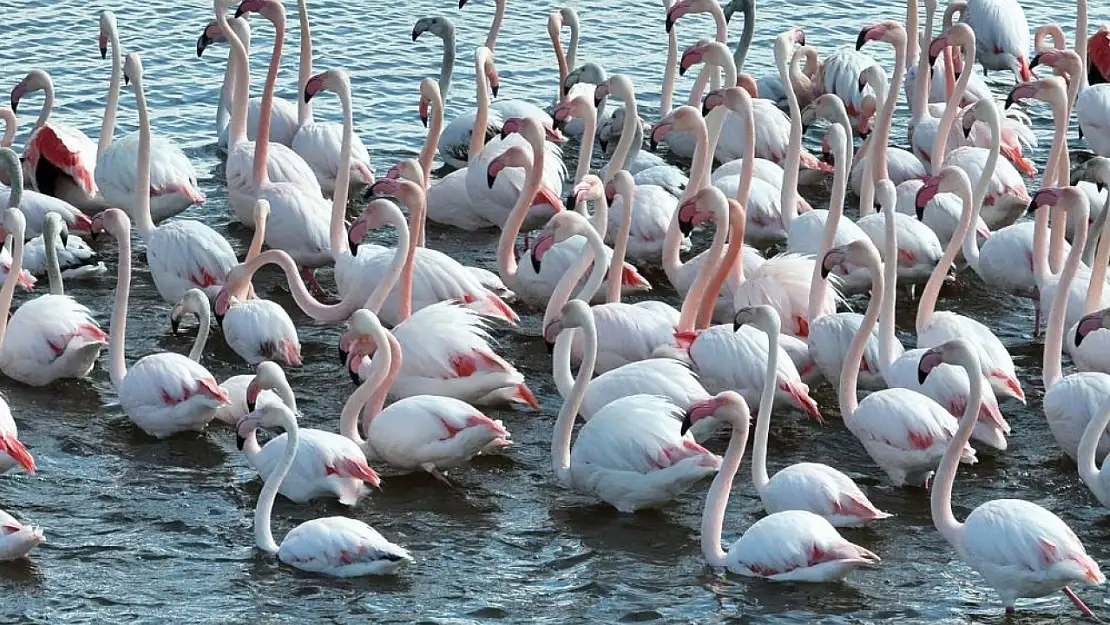 Eşsiz manzara: Dronla görüntülenen flamingolar mest etti