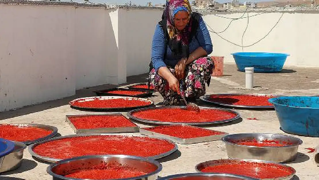 Ev hanımlarının salça telaşı başladı