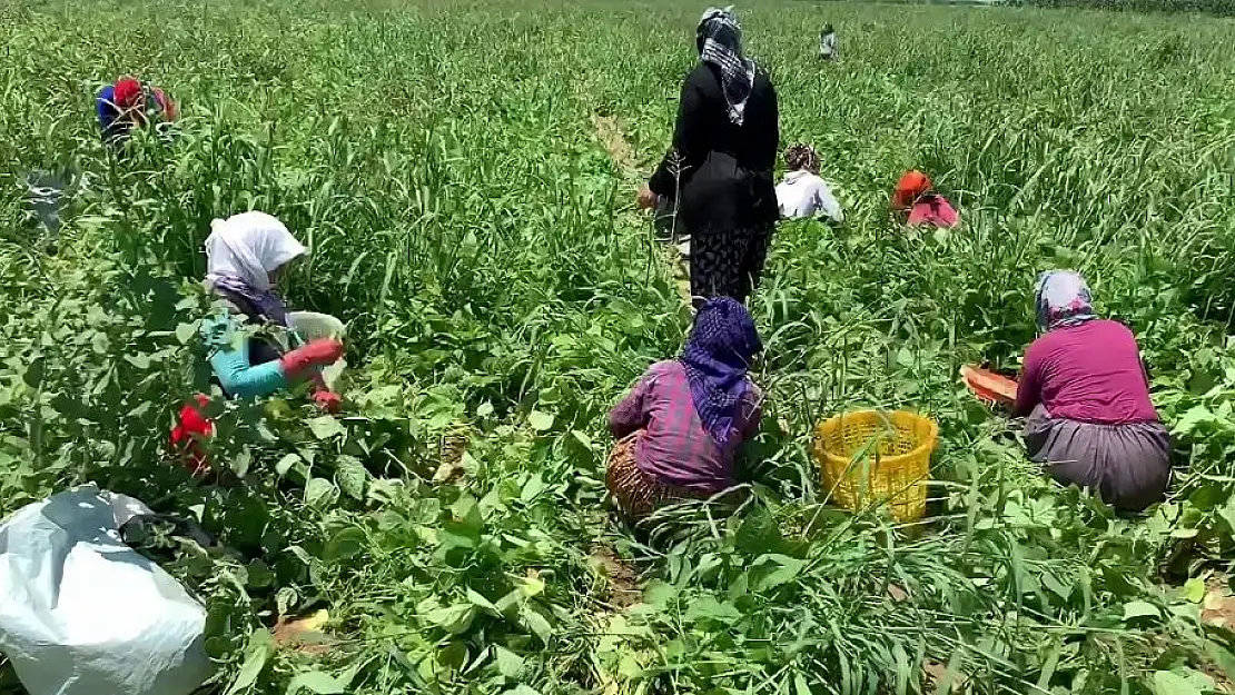 Torbalı Ovası’ndaki fasulye hasadı hem sofralara hem de tezgahlara bereket getirdi