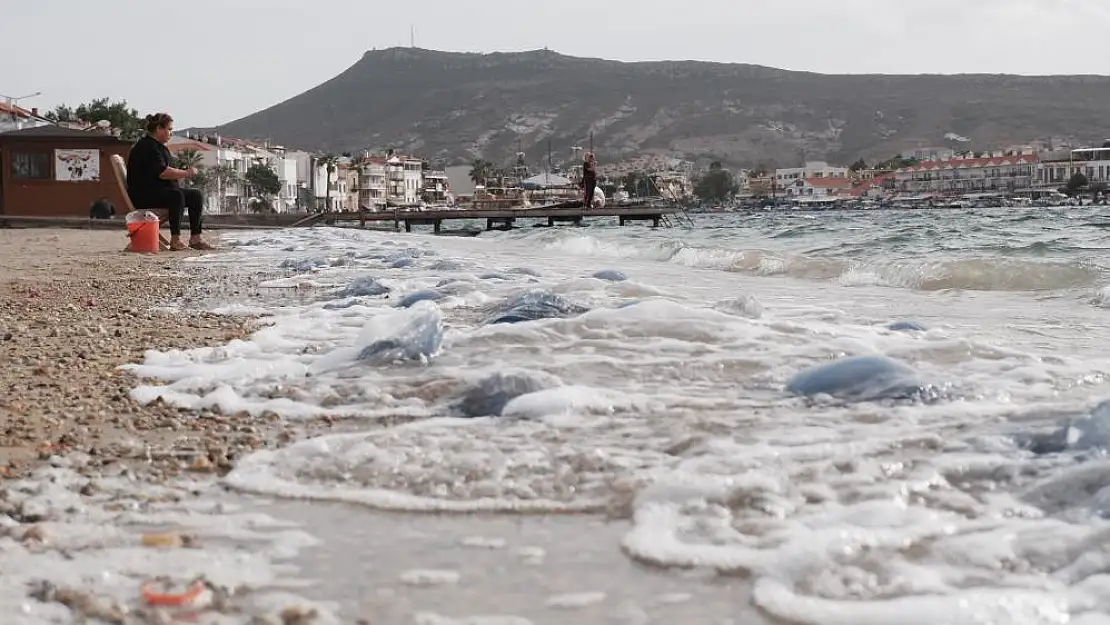 Foça’da denizanası istilası devam ediyor